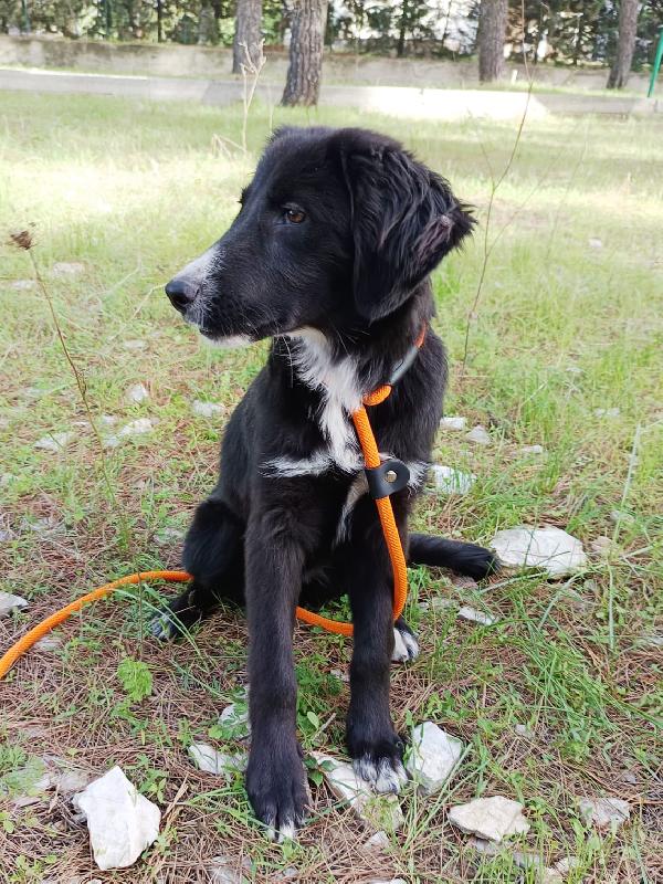 Cucciola Da Sogno Taglia Media